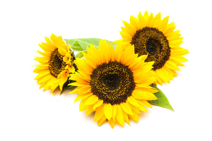 Daily Sunflower Exfoliator